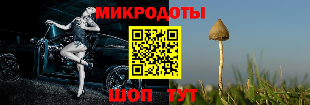 Галлюциногенные грибы Psilocybe Новозыбков
